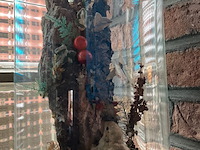 Lot 281 - vitrine antieke taxidermie met vogel en insecten - afbeelding 3 van  3