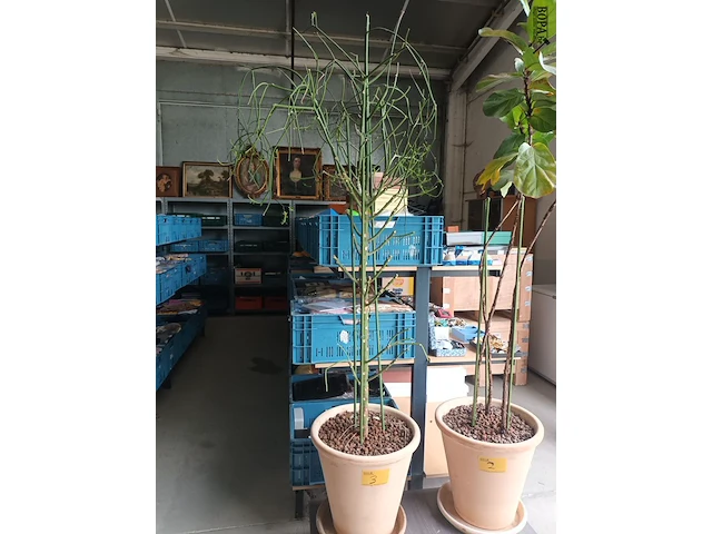 Lot 3 - kamerplant in pot - afbeelding 1 van  4