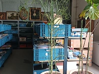 Lot 3 - kamerplant in pot - afbeelding 1 van  4