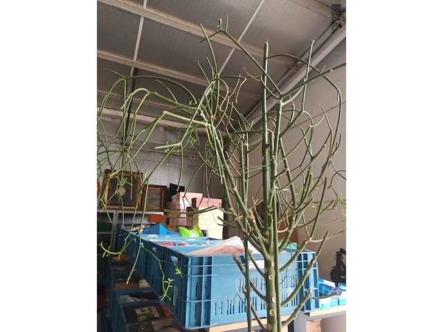 Lot 3 - kamerplant in pot - afbeelding 2 van  4