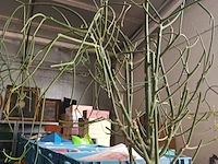 Lot 3 - kamerplant in pot - afbeelding 2 van  4