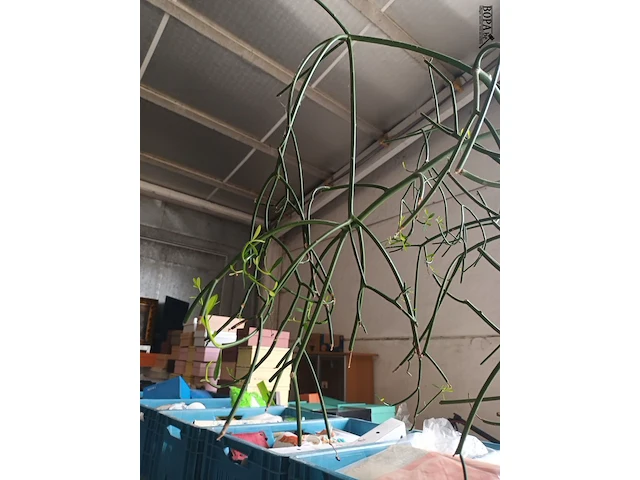Lot 3 - kamerplant in pot - afbeelding 3 van  4