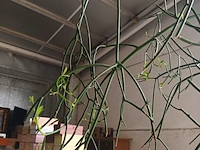 Lot 3 - kamerplant in pot - afbeelding 3 van  4