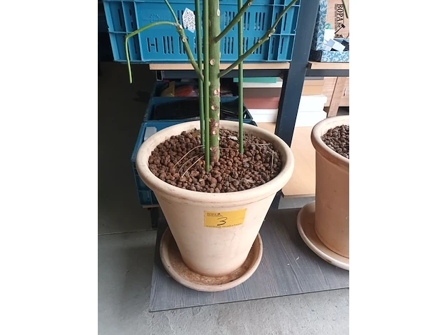 Lot 3 - kamerplant in pot - afbeelding 4 van  4
