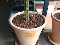 Lot 3 - kamerplant in pot - afbeelding 4 van  4