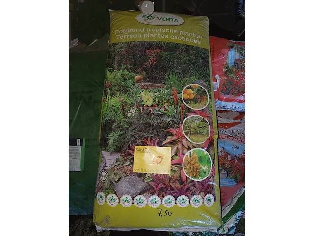 Lot 30 - verta potgrond tropische planten - 6 stuks - afbeelding 1 van  5