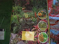 Lot 30 - verta potgrond tropische planten - 6 stuks - afbeelding 1 van  5