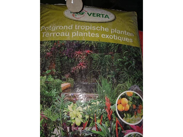 Lot 30 - verta potgrond tropische planten - 6 stuks - afbeelding 2 van  5