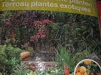 Lot 30 - verta potgrond tropische planten - 6 stuks - afbeelding 2 van  5