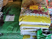 Lot 30 - verta potgrond tropische planten - 6 stuks - afbeelding 5 van  5