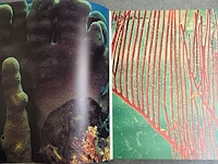 Lot 32 - diverse koralen en boek 'de wereld van de koralen' - afbeelding 2 van  10