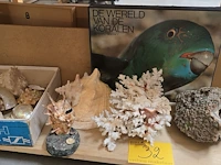 Lot 32 - diverse koralen en boek 'de wereld van de koralen' - afbeelding 1 van  10