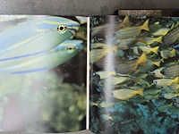 Lot 32 - diverse koralen en boek 'de wereld van de koralen' - afbeelding 8 van  10