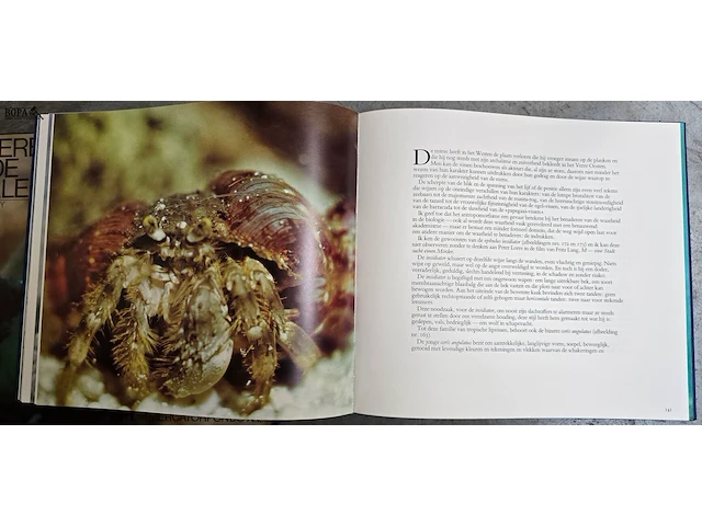 Lot 32 - diverse koralen en boek 'de wereld van de koralen' - afbeelding 10 van  10