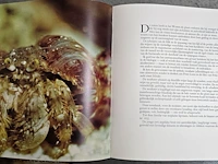 Lot 32 - diverse koralen en boek 'de wereld van de koralen' - afbeelding 10 van  10