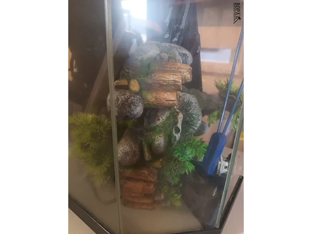 Lot 38 - aquarium - afbeelding 4 van  5