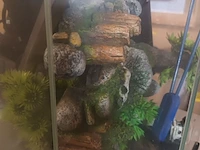 Lot 38 - aquarium - afbeelding 4 van  5