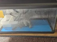 Lot 4 - aquarium met deco & pomp - afbeelding 2 van  8