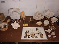 Lot 410 - naturalia. 18 stuks - afbeelding 1 van  6