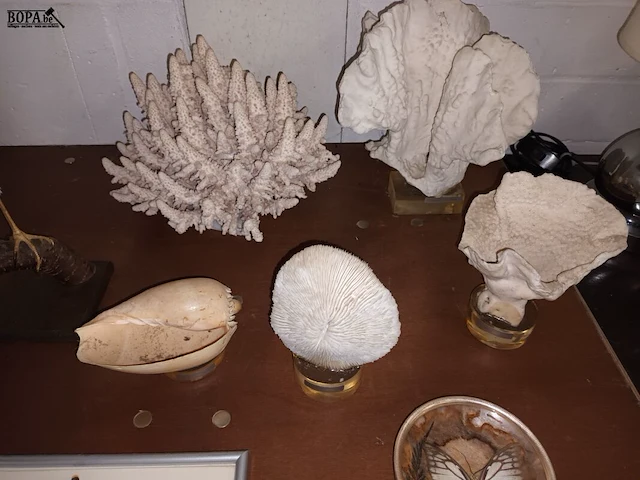 Lot 410 - naturalia. 18 stuks - afbeelding 2 van  6