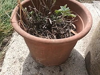 Lot 46 - bloempot en bloembak - afbeelding 2 van  3