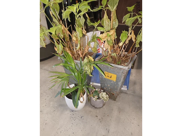 Lot 46 - kamerplant in pot. 4 stuks - afbeelding 1 van  4
