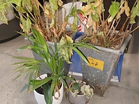 Lot 46 - kamerplant in pot. 4 stuks - afbeelding 1 van  4