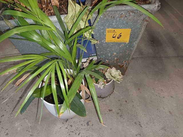 Lot 46 - kamerplant in pot. 4 stuks - afbeelding 2 van  4