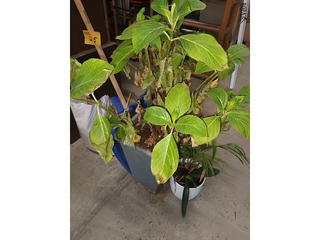 Lot 46 - kamerplant in pot. 4 stuks - afbeelding 3 van  4