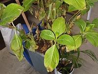 Lot 46 - kamerplant in pot. 4 stuks - afbeelding 3 van  4
