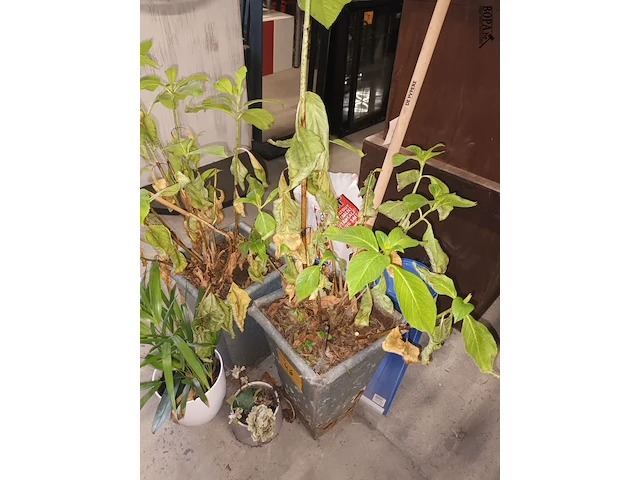 Lot 46 - kamerplant in pot. 4 stuks - afbeelding 4 van  4