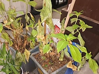 Lot 46 - kamerplant in pot. 4 stuks - afbeelding 4 van  4