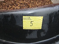 Lot 5 - pvc visvijver - afbeelding 2 van  2