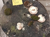 Lot 551 - houtblok. 2 stuks - afbeelding 4 van  4