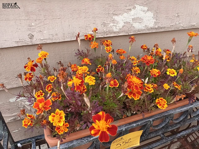 Lot 552 - bloembakhouder en bloembak - afbeelding 3 van  4