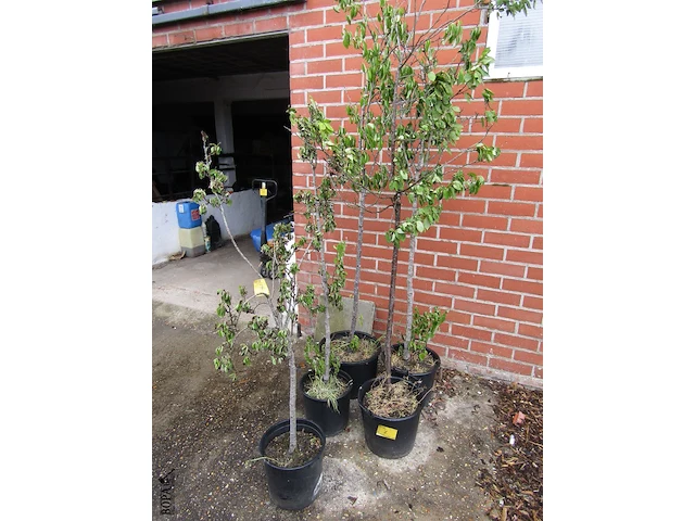 Lot 7 - weichsel kersenboom. 5 stuks - afbeelding 1 van  1