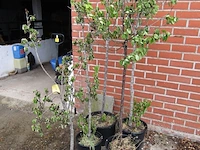 Lot 7 - weichsel kersenboom. 5 stuks