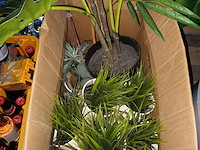 Lot 72 - kunstplanten en vuilnisbakken - afbeelding 4 van  5