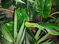 Lot 72 - kunstplanten en vuilnisbakken - afbeelding 5 van  5