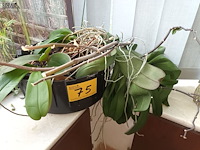 Lot 75 - orchidee in pot - afbeelding 1 van  3