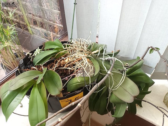 Lot 75 - orchidee in pot - afbeelding 2 van  3