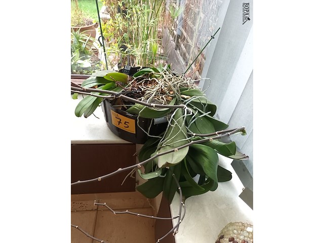 Lot 75 - orchidee in pot - afbeelding 3 van  3