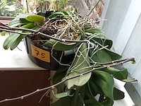 Lot 75 - orchidee in pot - afbeelding 3 van  3