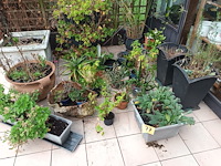 Lot 77 - bloempotten met planten. 21 stuks - afbeelding 1 van  9