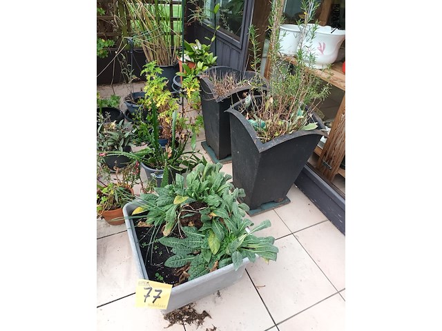 Lot 77 - bloempotten met planten. 21 stuks - afbeelding 2 van  9