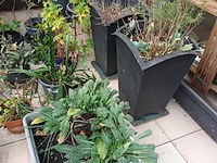 Lot 77 - bloempotten met planten. 21 stuks - afbeelding 2 van  9