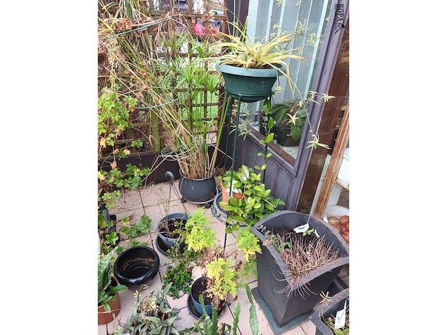 Lot 77 - bloempotten met planten. 21 stuks - afbeelding 3 van  9