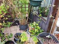 Lot 77 - bloempotten met planten. 21 stuks - afbeelding 3 van  9