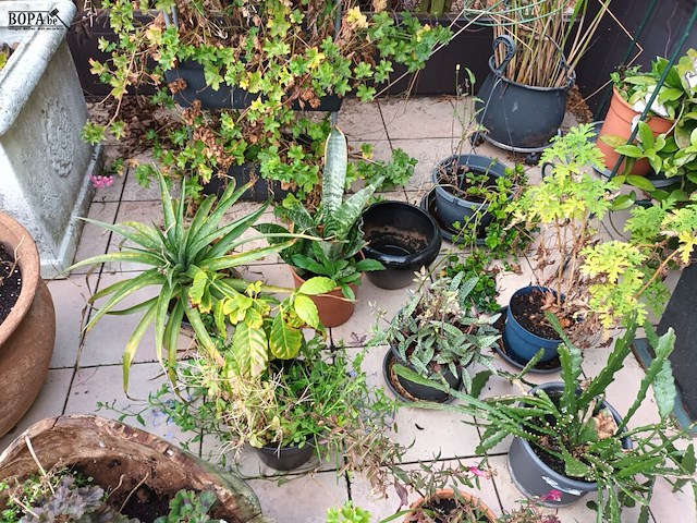 Lot 77 - bloempotten met planten. 21 stuks - afbeelding 4 van  9