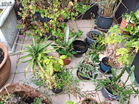 Lot 77 - bloempotten met planten. 21 stuks - afbeelding 4 van  9